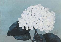 野沢栄子「あじさい」SM